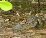 Morelet Krokodil  in Lamanai