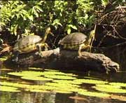 Schildkrötenpaar beim Sonnenbad